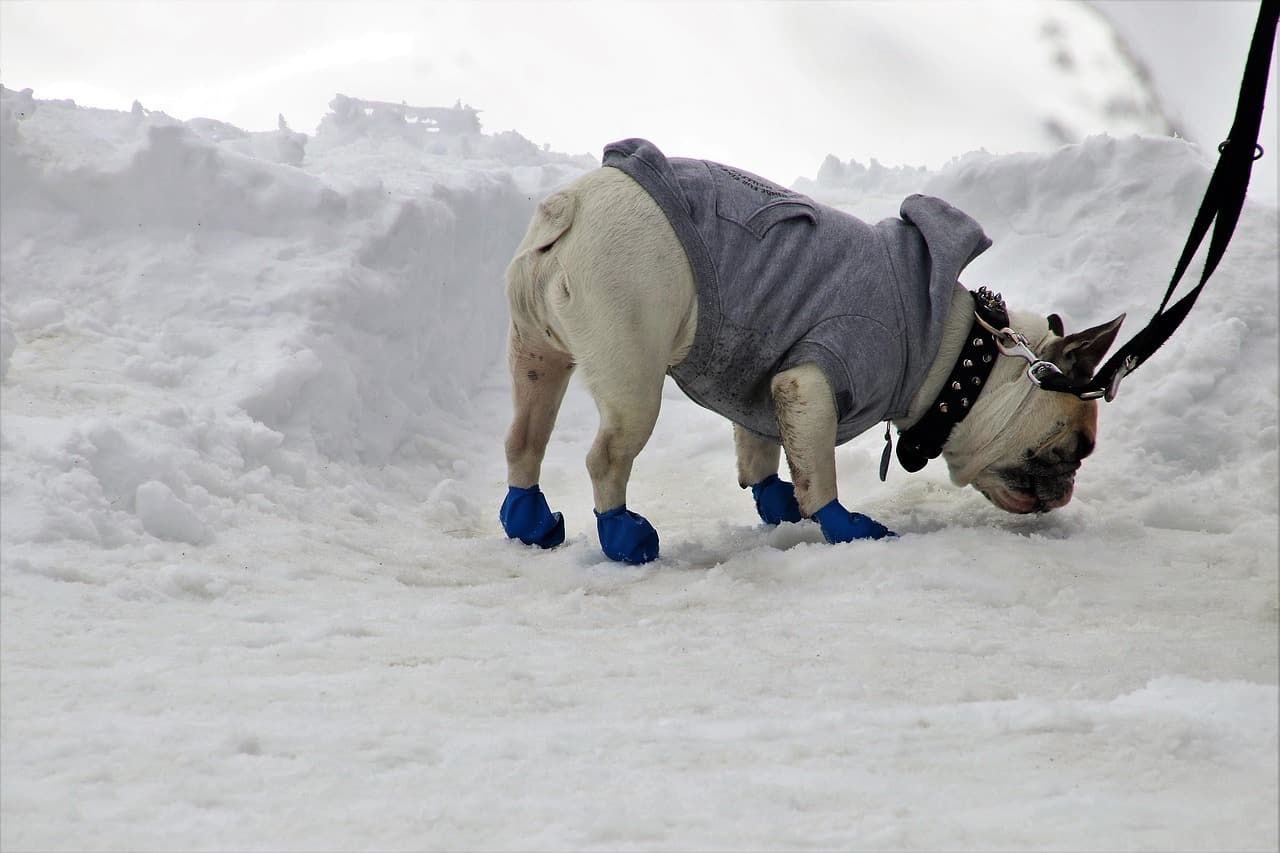 dog booties standing in snowy place