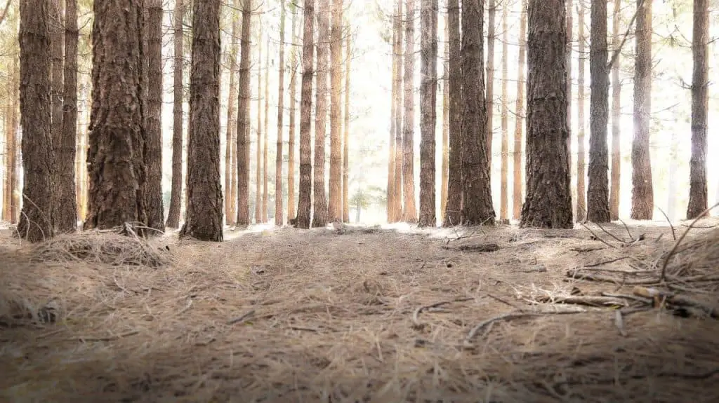 camp ground in the woods