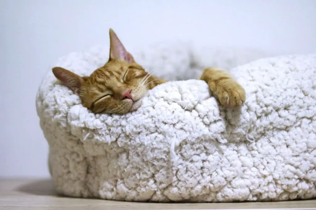 a cat sleeping on a bed