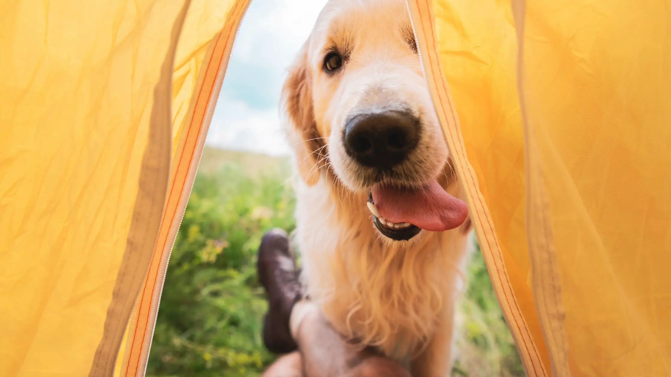 Does Camping World Allow Dogs?